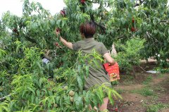 “蟠桃”盛會(huì)：你來(lái)采呀，我來(lái)吃（圖）